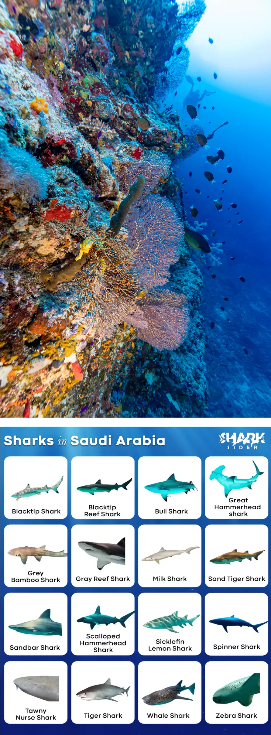 Shark speices on the Coast of Saudi Arabia